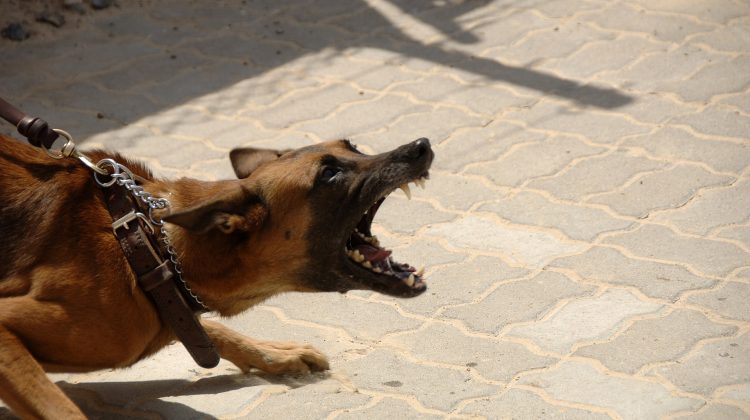 dog-900215_1920