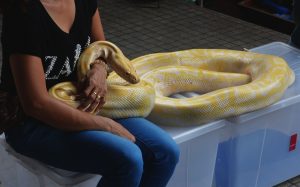 Animal Bite Injury Lawyer