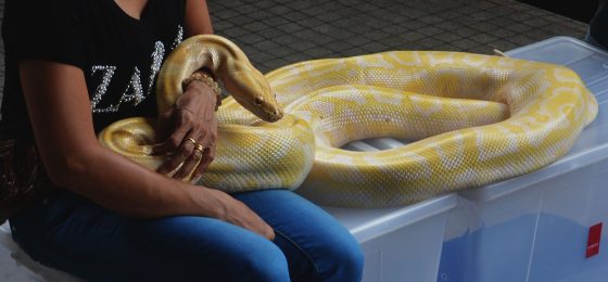 Animal Bite Injury Lawyer