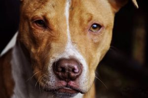 pit-bull-1234515_1920