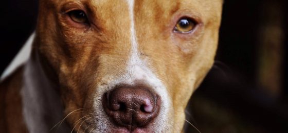 pit-bull-1234515_1920