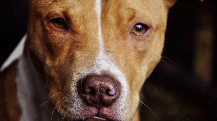 pit-bull-1234515_1920