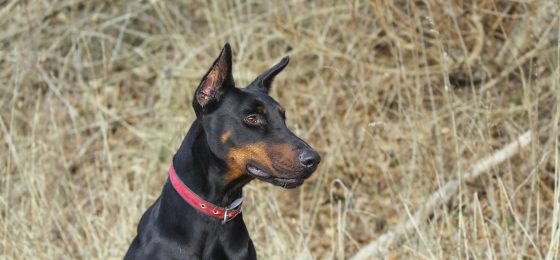 Girl hospitalized after dog bite inside Illinois Home Depot