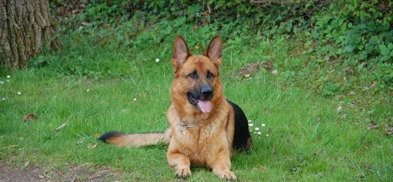 Chicago Dog Bite Lawyer