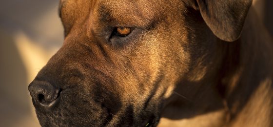 Chicago dog bite lawyer