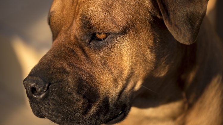 Chicago dog bite lawyer