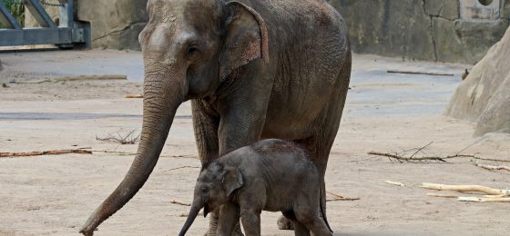 Chicago car accident lawyer