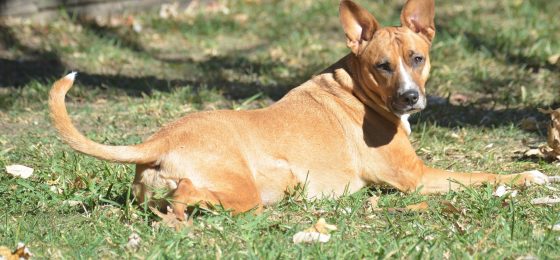 Chicago dog bite lawyer