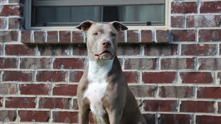 dog bite attorney