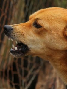 cropped-dog-486553_1920.jpg