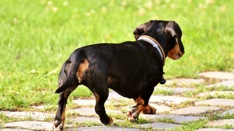 dog bite lawyer