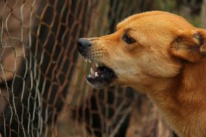 dog bite lawyer