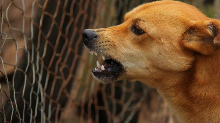 dog bite lawyer