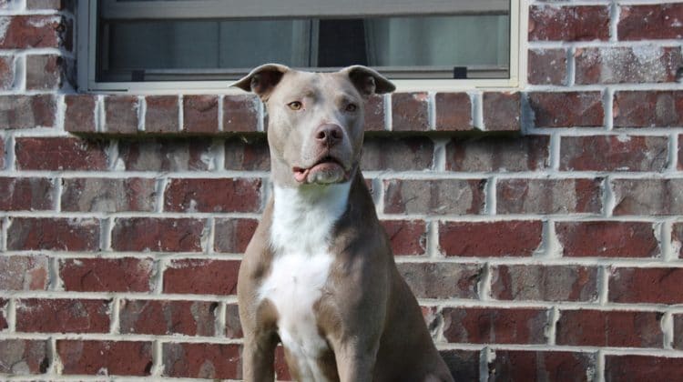dog bite lawyer