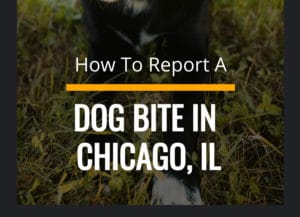 How To Report A Dog Bite in Chicago Mobile Guide