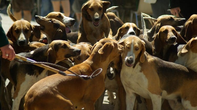 dog bite lawyer