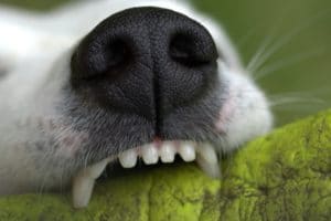 dog bite lawyer