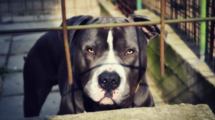 dog bite attorney