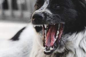 dog bite lawyer
