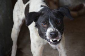 dog bite lawyer