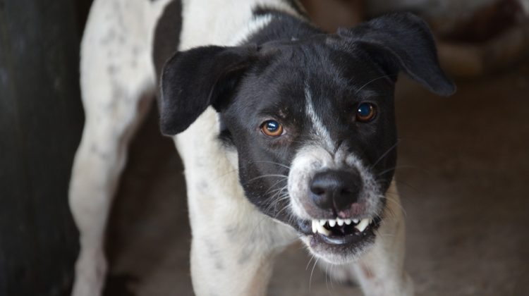 dog bite lawyer