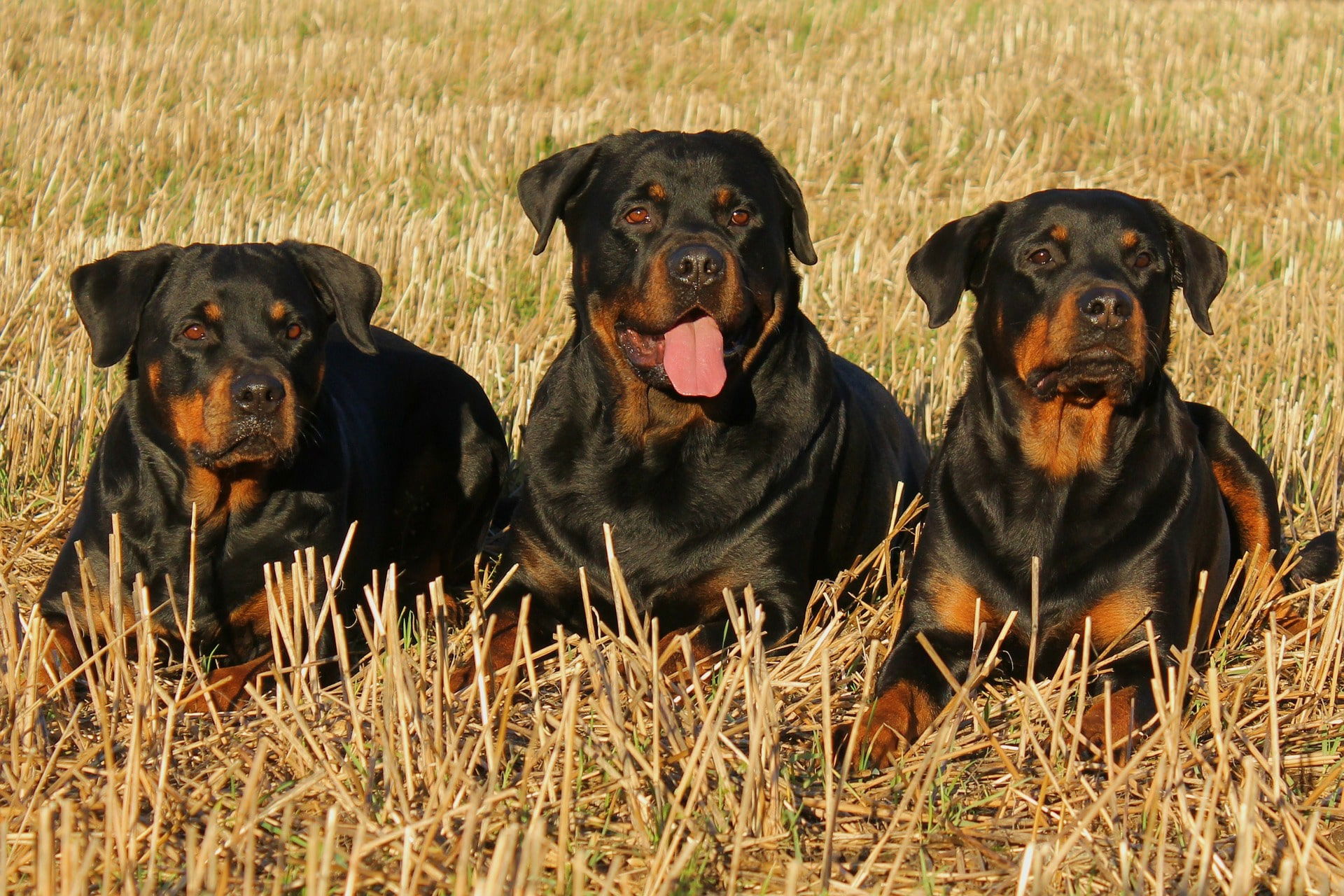 dog bite injury lawyer