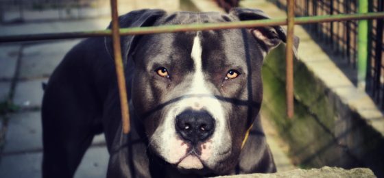 fatal dog bite lawyer