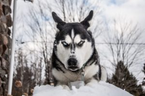 dog bite attorney