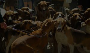 Pack of hunting dogs