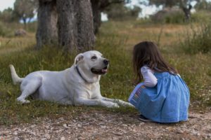 child dog bite lawyer