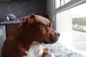dog bite attorney