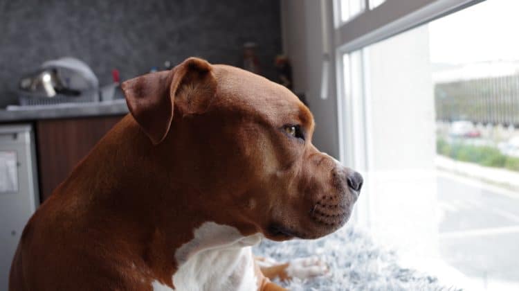 dog bite attorney