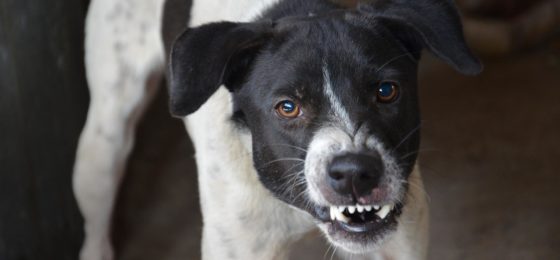 dog bite injury lawyer