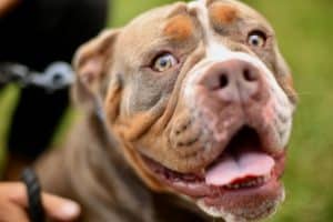 pit bull dog bite lawyer