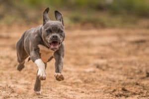 In 2020, insurance companies paid out more than $850 million in claims stemming from dog-related injuries.