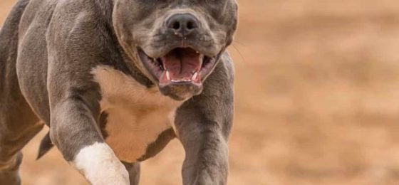 cropped-Home-Insurance-and-Dog-Bites.jpg