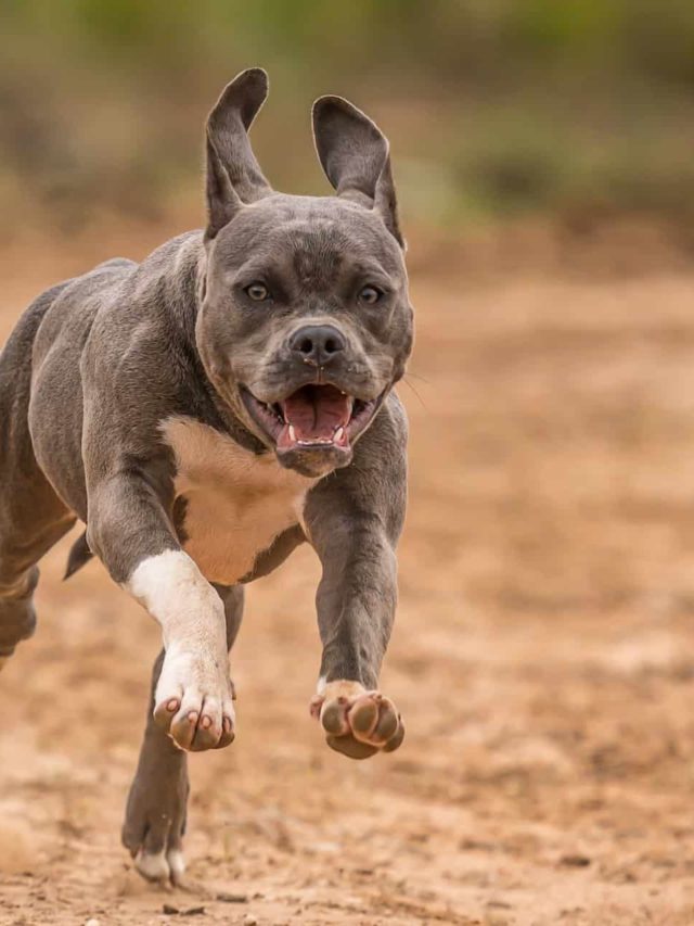 Why Do Dogs Bite?