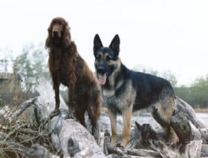 Given the risks that dogs pose, it is imperative that anyone who even occasionally finds themselves around these animals knows how to stay safe