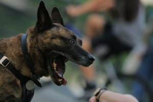 A service request is used to report certain concerns related to pets, non-pets and rodents.