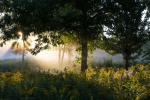 Sunlight through the trees in a Lake County, Illinois park