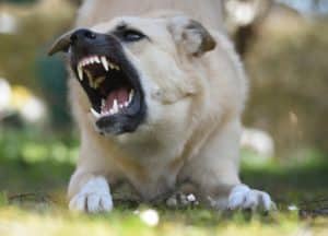 When a dog is sprayed with repellent, the normal response is for the animal to tuck its tail between its legs and retreat.