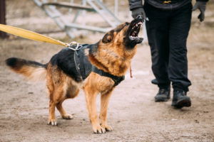 If you’ve recently been bitten by a dog, chances are that you have a lot of questions.
