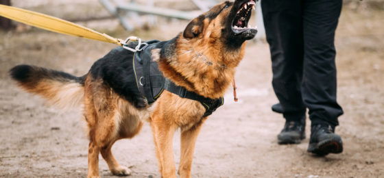 If you’ve recently been bitten by a dog, chances are that you have a lot of questions.