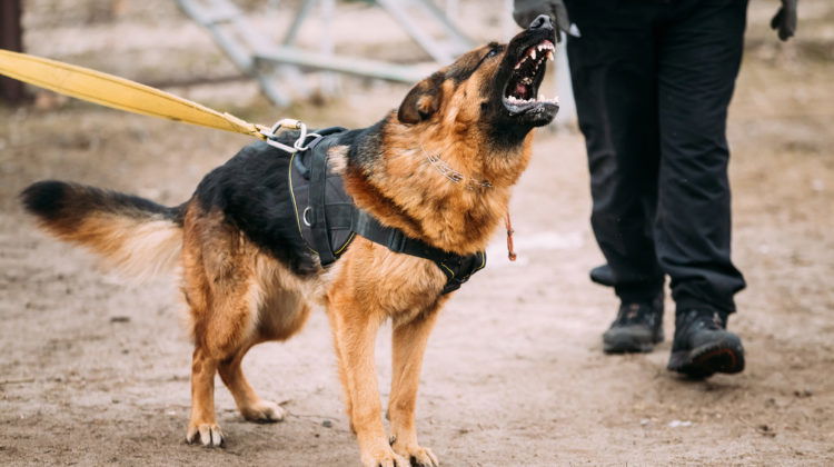 If you’ve recently been bitten by a dog, chances are that you have a lot of questions.