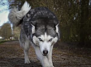 In the event a dangerous or aggressive dog approaches, a postal worker should point the aerosol can directly at the animal’s face and pull the can’s trigger mechanism.