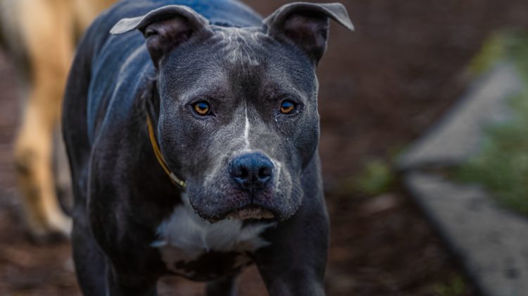 The attack occurred in November 2020, when a pit bull injured Khoury’s face, damaging her upper lip and part of her nose.