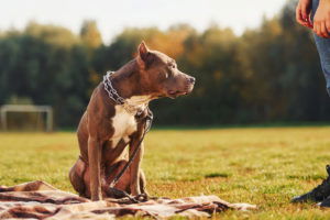 More recently, people looking for a service animal have started to select pit bulls. However, based on the evidence, pit bulls are generally considered a poor choice for a service animal.