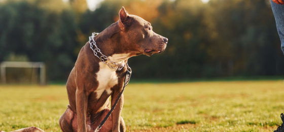 More recently, people looking for a service animal have started to select pit bulls. However, based on the evidence, pit bulls are generally considered a poor choice for a service animal.