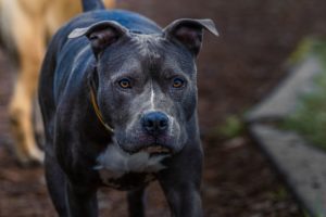 In a heart-wrenching incident on Long Island, a 70-year-old woman tragically lost her life after being attacked by her family's pit bull. The incident serves as a stark reminder of the potential dangers associated with dog ownership and highlights the importance of seeking justice for victims in Chicago dog bite cases.
