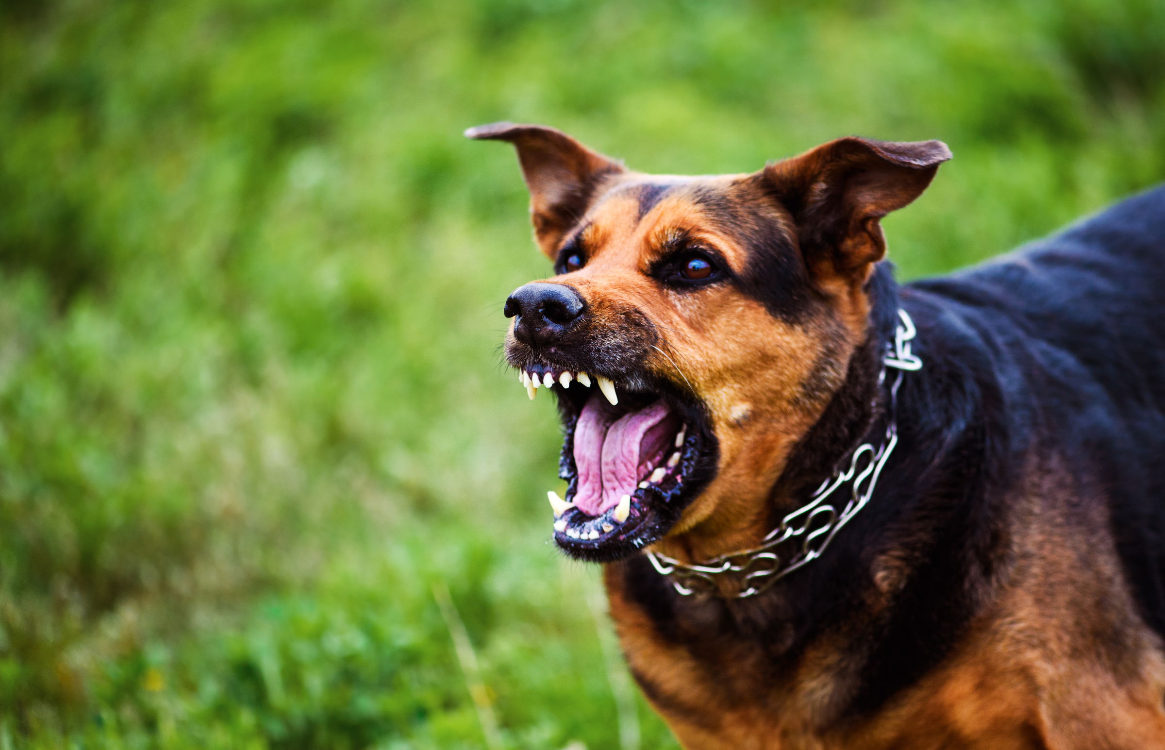 Bites are among the most common ways dogs may attack, but they can also cause harm even without sinking their teeth into someone.